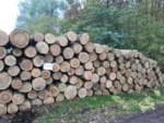 Eschenstammholz – 5 LKW-Ladungen (250 rm) – PEFC-zertifiziert – Bild 4