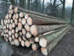 Fichtenstammholz – 2 LKW-Ladung (100 rm) – PEFC-zertifiziert – Bild 2