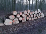 Fichtenstammholz – 2 LKW-Ladung (100 rm) – PEFC-zertifiziert – Bild 3