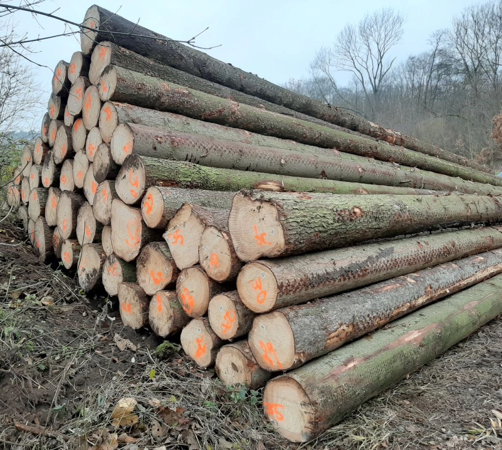 epicia.webp Fichtenstammholz – 2 LKW-Ladung (100 rm) – PEFC-zertifiziert – Bild 1