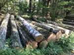 Birkenstammholz – 4 LKW-Ladungen (200 rm) – PEFC-zertifiziert – Bild 2