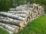 Birkenstammholz – 4 LKW-Ladungen (200 rm) – PEFC-zertifiziert – Bild 3