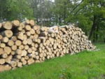Birkenstammholz – 4 LKW-Ladungen (200 rm) – PEFC-zertifiziert – Bild 4